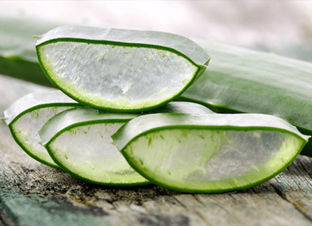 Aloe vera