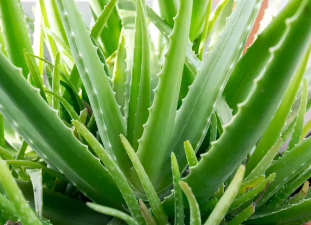 Aloe Vera