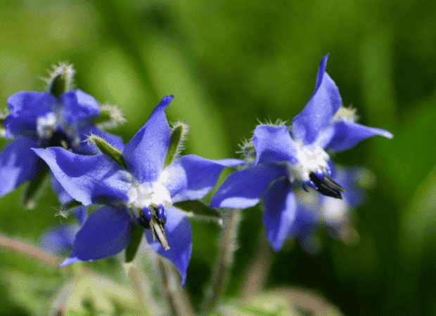 Fleurs de bourrache