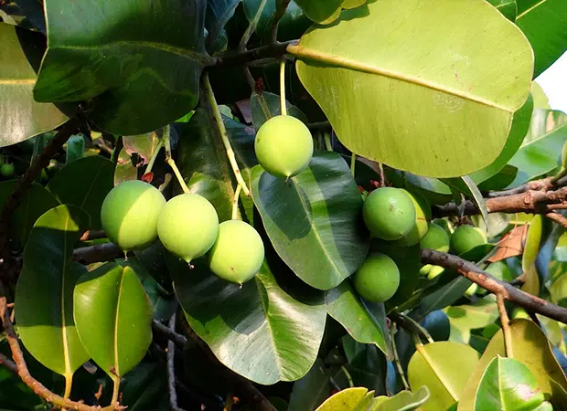 calophylle