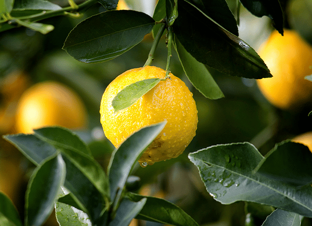 Citron