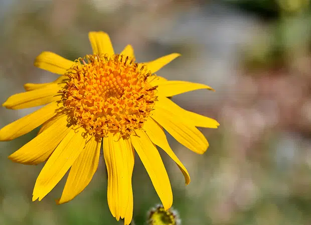 Fleur d'arnica