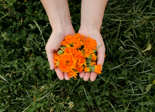 Fleurs de calendula