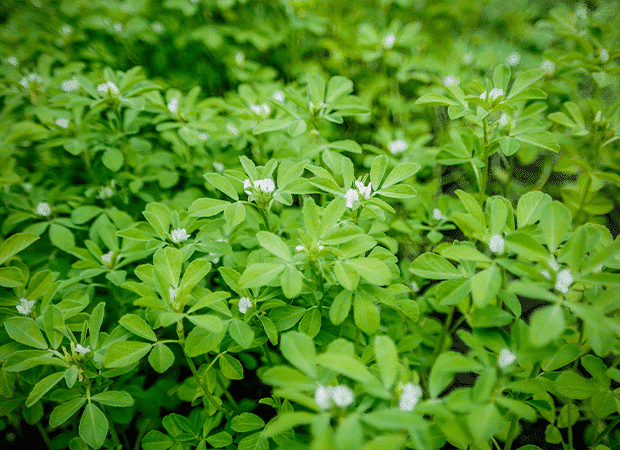 Fleurs de fenugrec