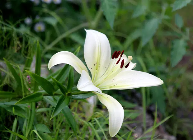 Fleur de lys blanc