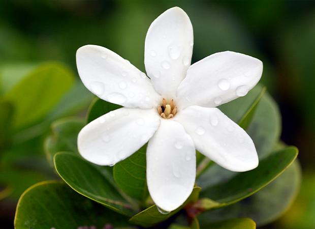 Aceite natural de monoi de Tahití - Laboratoire Haut-Ségala