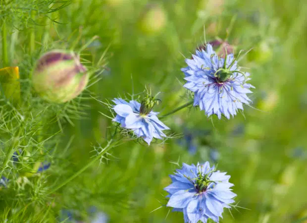 Fleurs de nigelle.