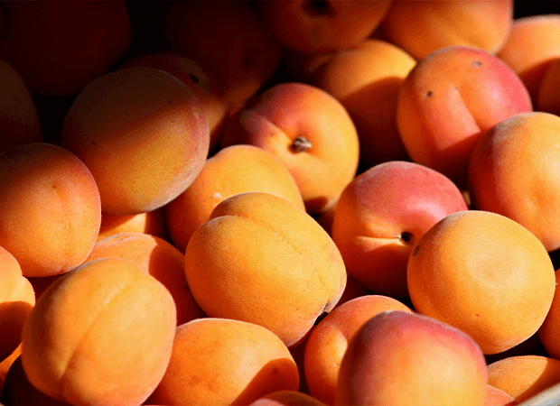 fruits abricots