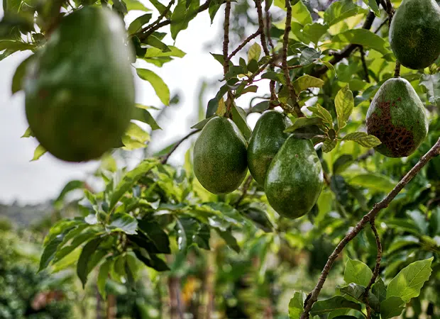 Avocat