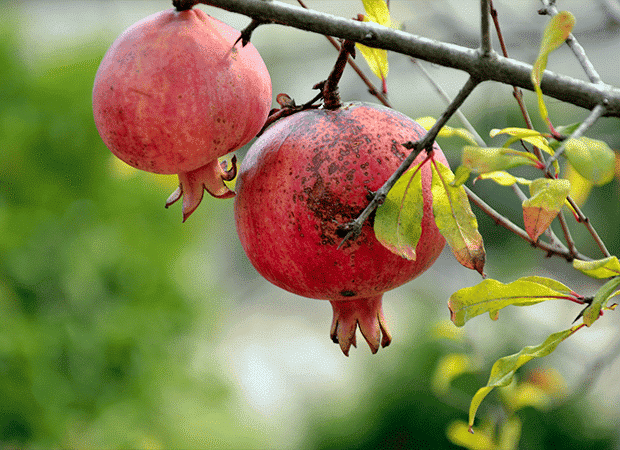 Fruit : Grenade