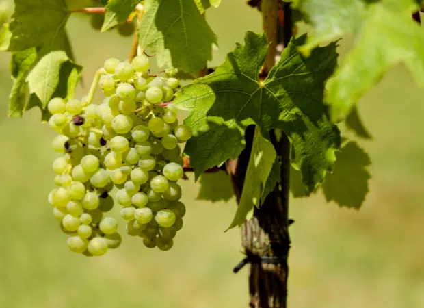 Huile de pépins de raisin certifiée BIO - Laboratoire Haut-Ségala