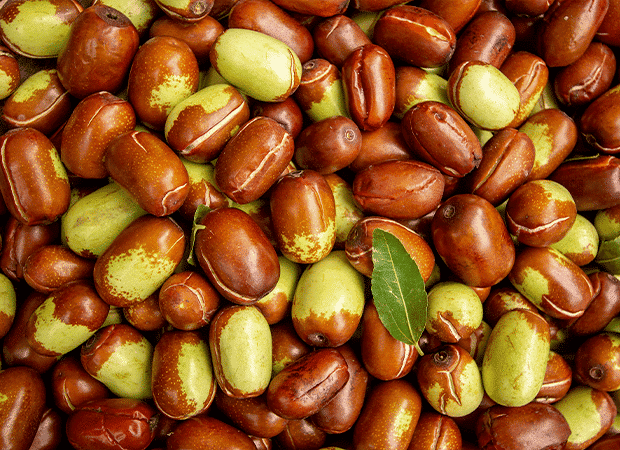 Jojoba