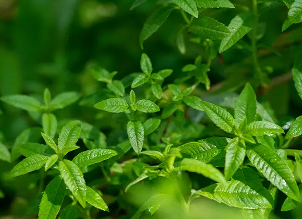 Hydrolat de Verveine Citronnée certifié Bio et N&P.