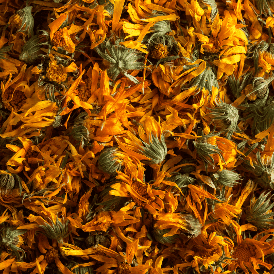 Fleurs de calendula séchées