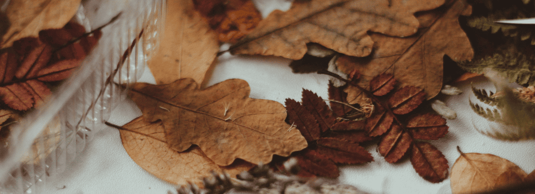 feuilles d'arbre en automne.