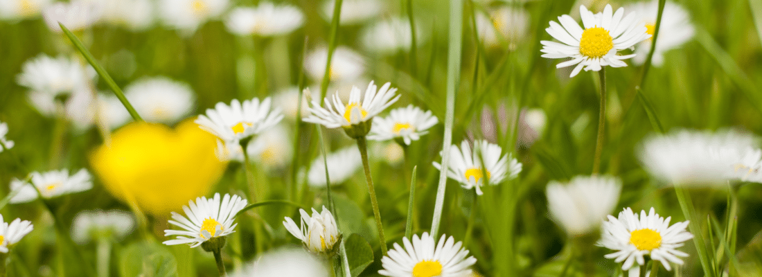Champ de fleurs : printemps