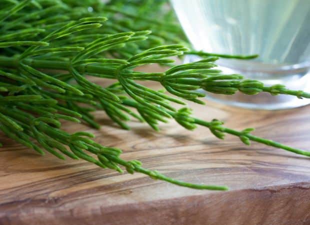 Gros plan sur des brins de prêle fraîche, une plante médicinale riche en silicium, sur une planche en bois.