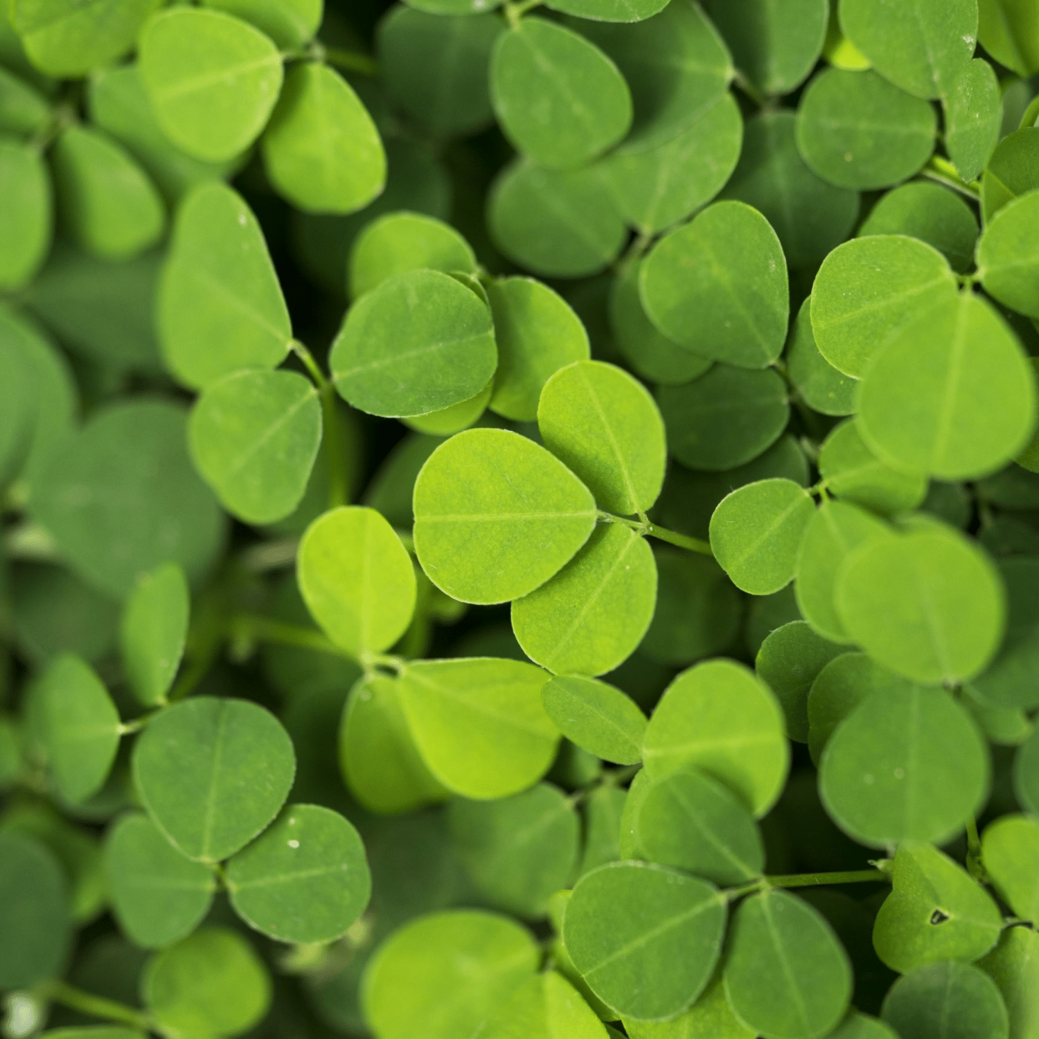 Gros plan d'un ensemble de petites feuilles vertes, probablement de Desmodium, serrées les unes contre les autres. L'image représente des feuilles de desmodium, une plante desmodium bienfaits pour le soutien hépatique naturel.
