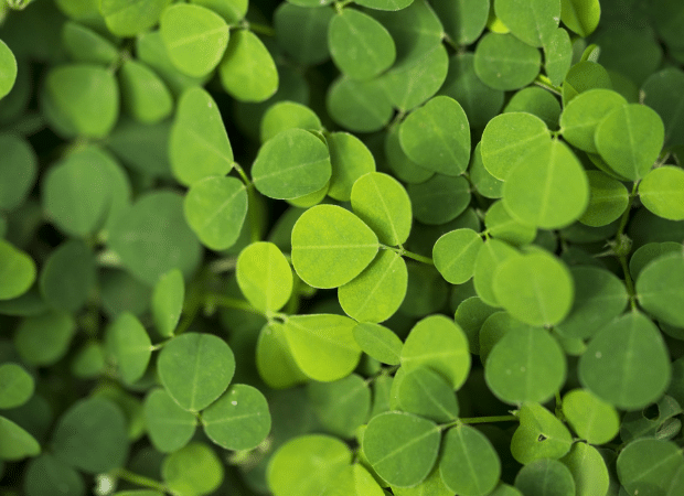 Gros plan d'un ensemble de petites feuilles vertes, probablement de Desmodium, serrées les unes contre les autres. L'image représente des feuilles de desmodium, une plante desmodium bienfaits pour le soutien hépatique naturel.