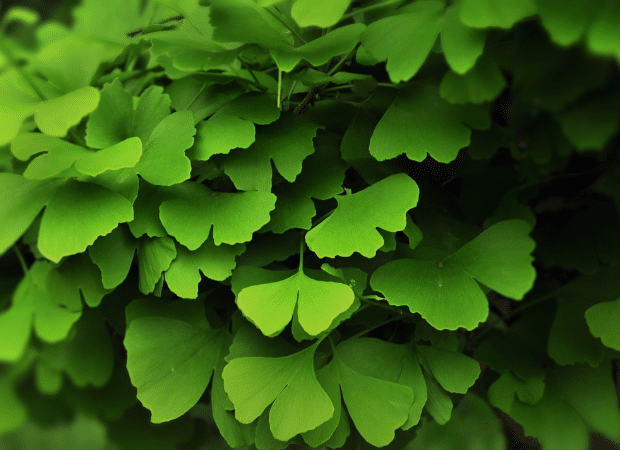 Gros plan de feuilles vertes et saines de Ginkgo Biloba, reconnaissables à leur forme en éventail. L'image représente les feuilles de ginkgo biloba, symbolisant la plante ginkgo mémoire et ses bienfaits cognitifs.