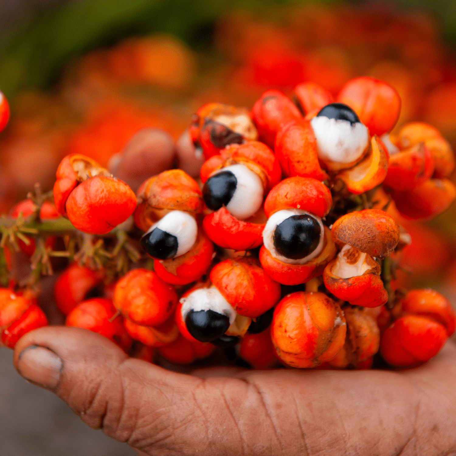 Gros plan d'une grappe de fruits de guarana de couleur rouge orangé. Certains fruits sont fendus, révélant une graine noire avec une base blanche. L'image met en valeur les fruits de guarana, la plante énergétique naturelle et la source caféine végétale.