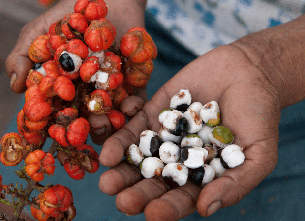 Deux mains tiennent des fruits de guarana rouge-orangé ouverts et des graines de guarana émondées, blanches et noires. L'image met en valeur les graines de guarana et les fruits de guarana, symbolisant la guarana énergie naturelle et ses bienfaits.